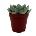 Tangilo Desert Rose Succulent - Echeveria- 2" Pot