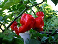 Caribbean Red Habanero Pepper Plant - HOT PEPPER! - 4" Pot