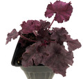 Grande Amethyst Coral Bells - Heuchera - Shade Perennial - 4" Pot