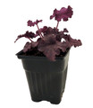 Grande Amethyst Coral Bells - Heuchera - Shade Perennial - 4" Pot