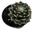 Chick Charmlettes® Nerdy Nelly - Sempervivum - 2" Pot