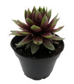 Chick Charmlettes® Rowdy Rudy - Sempervivum - 2" Pot