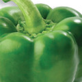 Monster Bell Pepper Plant - HUGE - 4" Pot