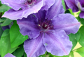 Ravel Clematis Vine Perennial - 2.5" Pot