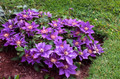 Bijou Clematis Vine Perennial - 2.5" Pot