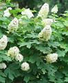 GATSBY GLOW BALL™ Oakleaf Hydrangea - 4" pot - Proven Winners