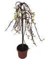 Tree of Enchantment Mini Weeping Willow Tree -Salix- - 6" Pot