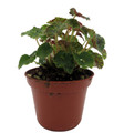 Kevin Whitecotton Begonia Plant - 2.5" Pot - Small Leaves