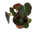 Boyfriend Begonia Plant -2.5" Pot- Terrarium/Fairy Garden/Houseplant