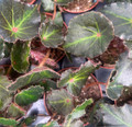 Boyfriend Begonia Plant -2.5" Pot- Terrarium/Fairy Garden/Houseplant
