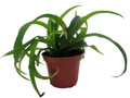Green Bonnie Curly Spider Plant - Clean Air Plant - 2.5" Pot