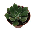 Firecracker Succulent Plant - Echeveria setosa - 2.5" Pot