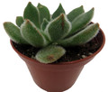 Firecracker Succulent Plant - Echeveria setosa - 2.5" Pot