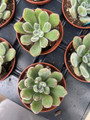 Firecracker Succulent Plant - Echeveria setosa - 2.5" Pot