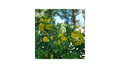 CHICKLET® Gold Trumpet Bush - Tecoma stans- Proven Winners - 4" Pot