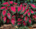 Caladium Fancy Frieda Hemple 3 Bulbs - Flame Red/Green