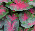 Caladium Party Punch 3 Bulbs -  Pink/White/Green