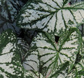 Caladium Monument- 3 Bulbs - Bright White/Deep Green