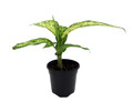 Starbright Dieffenbachia Plant-4" Pot