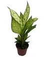 Starbright Dieffenbachia Plant-4" Pot