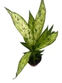 Starbright Dieffenbachia Plant-4" Pot