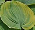 Earth Angel Hosta - Creamy/White Edge -Blue/Green Foliage - Quart Pot