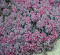 Lidakense Sedum - Perennial Groundcover -Hardy- Quart Pot