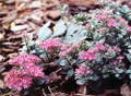 Lidakense Sedum - Perennial Groundcover -Hardy- Quart Pot