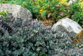 Lidakense Sedum - Perennial Groundcover -Hardy- Quart Pot