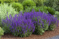 May Night Blue Salvia- Plant of the Year 1997-Meadow Sage - Live Plant- Quart Pot