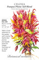 Pampas Plume Tall Blend Celosia Seeds - 300 mg