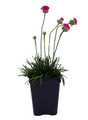 Morning Star Deep Rose Thrift - Armeria Maritima - 2.5" pot