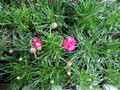 Morning Star Deep Rose Thrift - Armeria Maritima - 2.5" pot