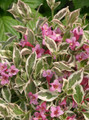 My Monet Purple Effect® Weigela - Proven Winners - 4" Pot