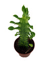 Mint Creme African Milk Tree -Euphorbia Trigona- 2" Pot