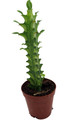 Mint Creme African Milk Tree -Euphorbia Trigona- 2" Pot