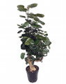 Fabian Japanese Ming Aralia Tree - Polyscias - Indoor - 6" Pot - Thick Trunk