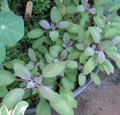 Purple Sage Herb - Grow Indoors/Out - Live Plant - 3" Pot