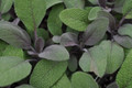 Purple Sage Herb - Grow Indoors/Out - Live Plant - 3" Pot