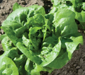 Buttercrunch Salad Lettuce - 3" Pot - Live Plant