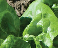 Buttercrunch Salad Lettuce - 3" Pot - Live Plant