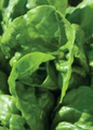 Buttercrunch Salad Lettuce - 3" Pot - Live Plant