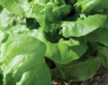 Buttercrunch Salad Lettuce - 3" Pot - Live Plant