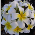 Luna Plumeria Plant - Frangipani - 12-16" Cutting