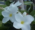 Isabella Plumeria Plant - Frangipani - 12-16" Cutting