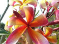 Goldmine Plumeria Plant - Frangipani - 12-16" Cutting