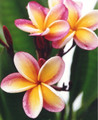 Nebels Gold Plumeria Plant - Frangipani - 12-16" Cutting