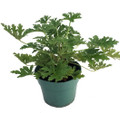 Citronella Mosquito Plant - Pelargonium graveolens - 6" Pot