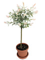 Pink Beauty Hakuro Nishiki Japanese Willow - Outdoors - 6" Pot