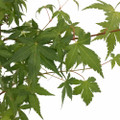Katsura Japanese Maple - Quick Turn -  Quart Pot - Live Plant - Acer palatum